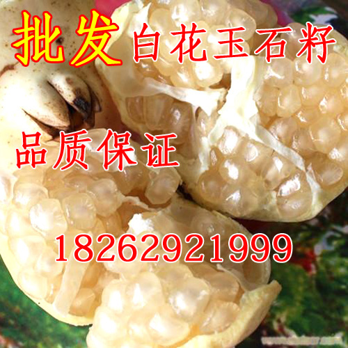 批发石榴树苗 白花玉石籽石榴苗 怀远石榴苗 玉籽石榴果树苗在类目 鲜花速递/花卉仿真/绿植园艺, 庭院植物/行道树木/果树中 - 来自Buy2taobao.com提供专业的淘宝代购服务