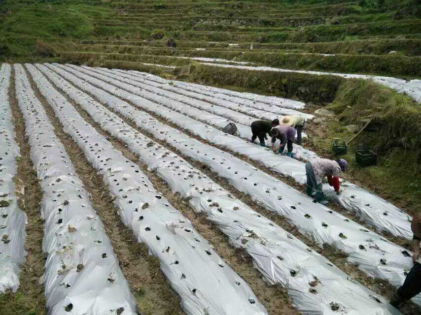 银黑双色地膜 除草膜保湿膜反光膜农用薄膜 0.8米到3米每卷10公斤在类目 农机/农具/农膜, 农膜/篷布/遮网/大棚, 农用薄膜中 - 来自Buy2taobao.com提供专业的淘宝代购服务