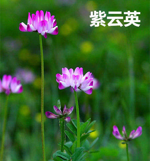 紫雲英種子 紅花草子食用野菜 養蜂蜜源 綠肥牧草高産夜明珠種籽在類目 鮮花速遞/花卉仿真/綠植園藝, 花卉/蔬果/草坪種子(新), 家庭園藝種子中 - 來自Buy2taobao.com提供專業的淘寶代購服務