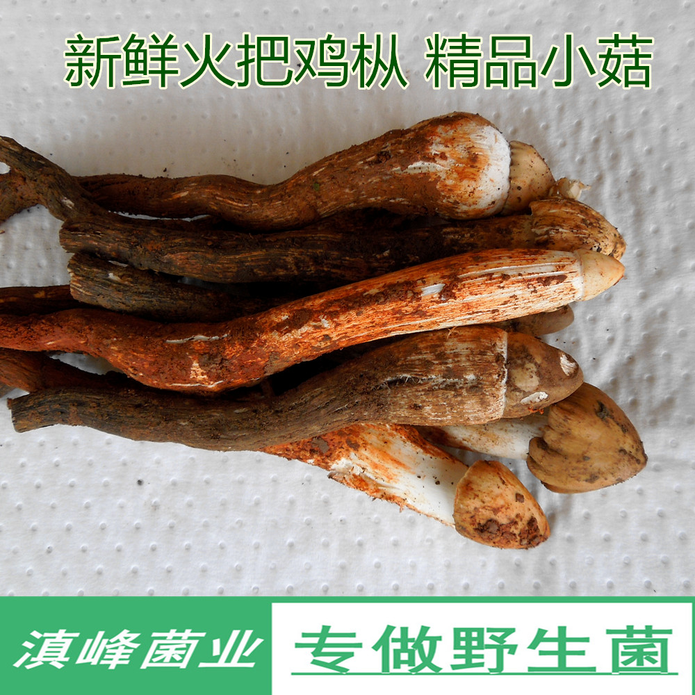 19 In special fresh wild Cockfir fungus Fowl longitudinal bacteria Brown chicken Yunnan bulk Special mushroom Shunfengin the Agri rice/Dried foods/Condiment , Dried foods/Meat Dry , Dry/Native , Mushroom category category - from Buy2taobao.com to provide professional Taobao agent buy service