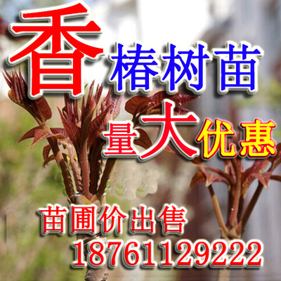 绿化树苗红油香椿树苗占地苗香椿树苗食用香椿苗盆栽香椿种子包邮