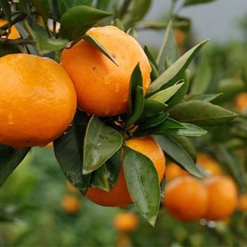 媛28号杂柑皇后苗 日本引进新品 红美人桔子树