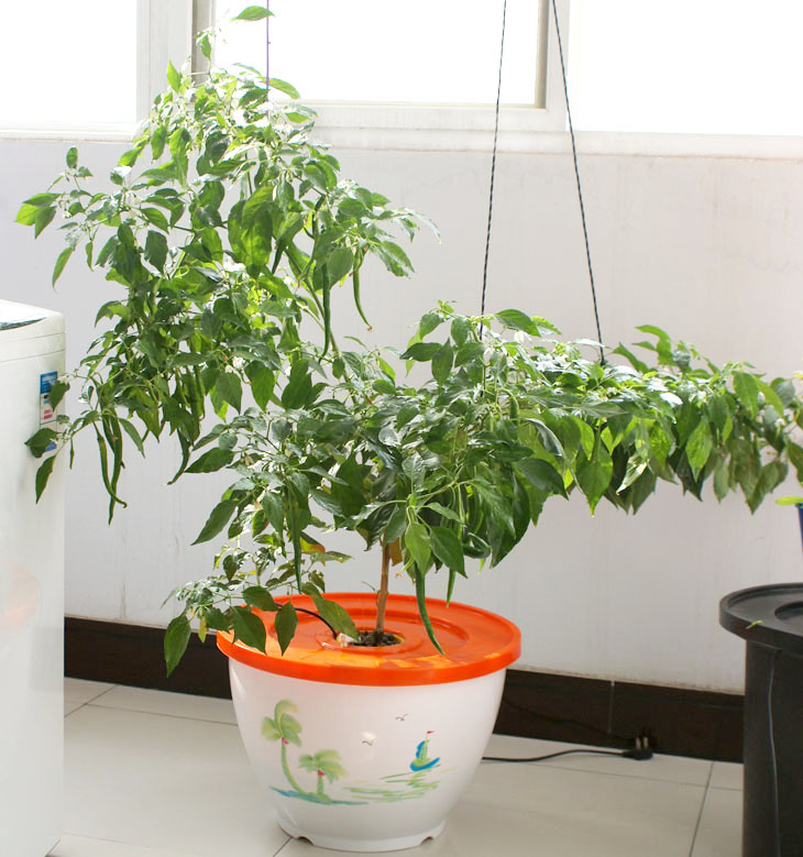 单盆单孔式无土栽培设备/阳台种菜家庭园艺水培蔬菜 适用大型植物|msdalam kategori penghantaran bunga/bunga simulasi/tumbuhan berkebun, pasu/bunga/flowerpot/Bunga (baru), flowerpot - dari Buy2taobao.com untuk memberikan perkhidmatan ejen Taobao profesional membeli
