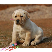 拉布拉多活体幼犬纯种宠物狗狗奶，白色大骨量头版，拉布拉多犬幼犬e