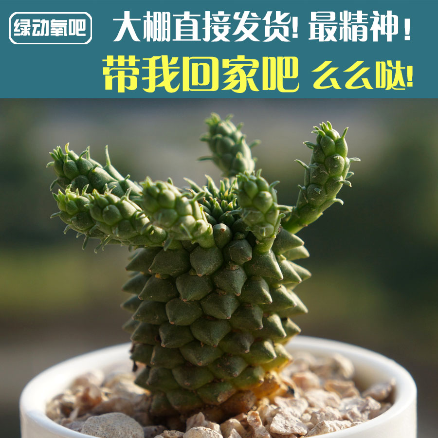 進口九頭龍多肉植物辦公室內盆栽組合防輻射吸甲醛小綠植在類目 鮮花速遞/花卉仿真/綠植園藝, 花卉/綠植盆栽(新), 多肉植物中 - 來自Buy2taobao.com提供專業的淘寶代購服務