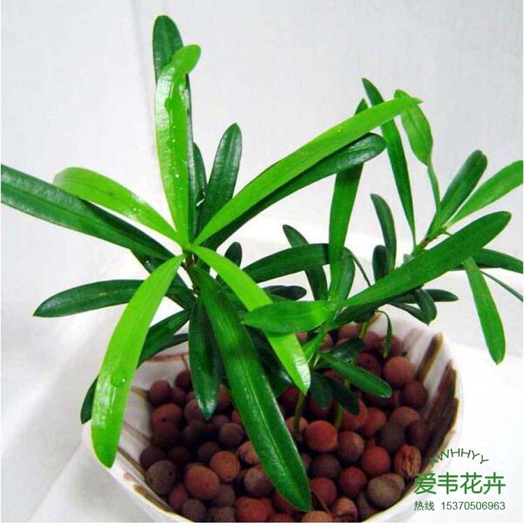 室内迷你水培花卉植物 日本罗汉松小苗防辐射 净化空气吸二氧化碳在类目 鲜花速递/花卉仿真/绿植园艺, 花卉/绿植盆栽(新), 绿植中 - 来自Buy2taobao.com提供专业的淘宝代购服务