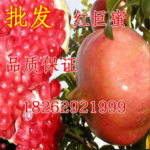 果樹苗 石榴苗紫石榴苗巨籽蜜紅色石榴盆栽地栽石榴苗南北方種植在類目 鮮花速遞/花卉仿真/綠植園藝, 庭院植物/行道樹木/果樹中 - 來自Buy2taobao.com提供專業的淘寶代購服務