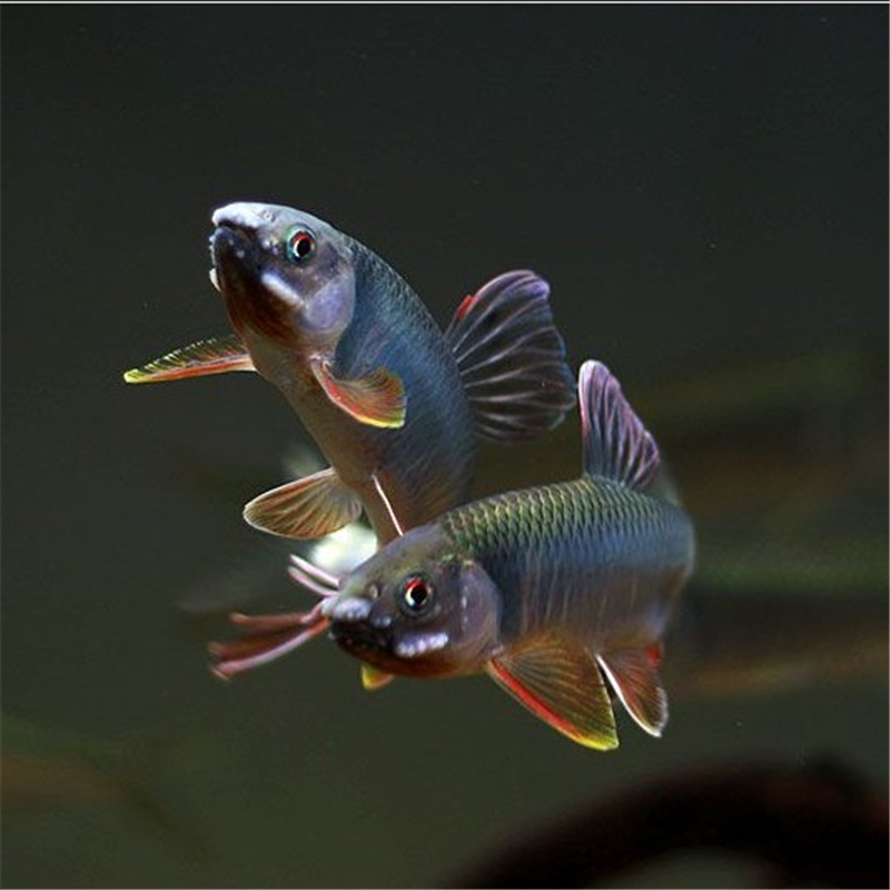 太阳鱼 原生鱼 冷水鱼 观赏鱼优惠价35元, 原生