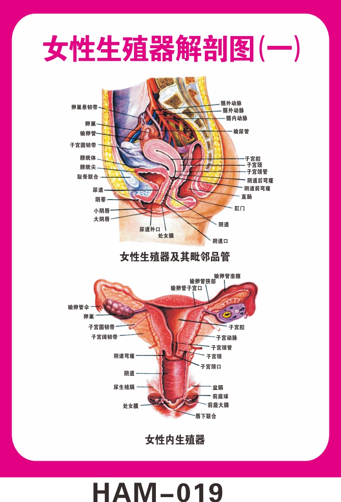女性生殖系统解剖知识挂图 医院海报定制 妇科科室布置装饰墙贴画在类目 电子词典/电纸书/文化用品, 教学演示/展示告示用品, 展板中 - 来自Buy2taobao.com提供专业的淘宝代购服务