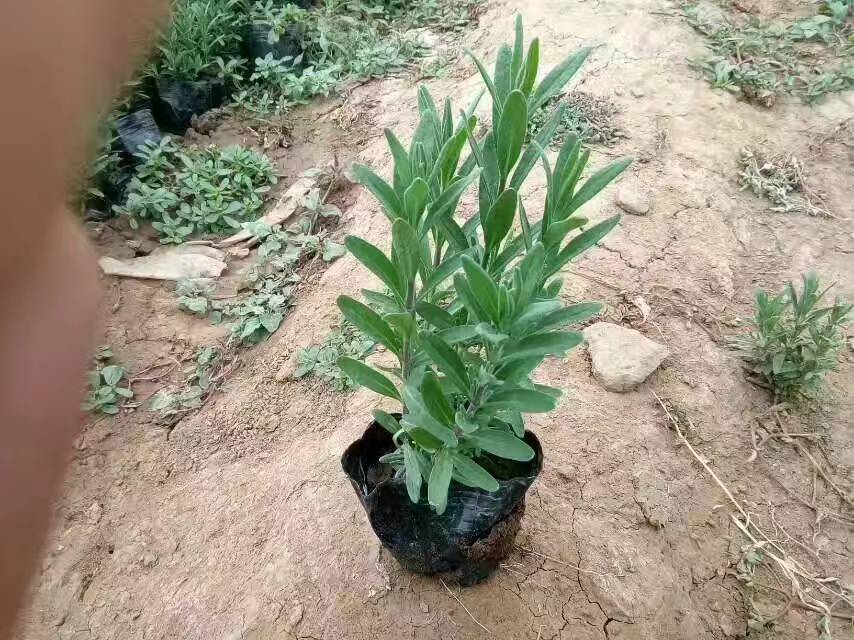 薰衣草苗丛生盆栽花苗绿化工程花苗山东青州薰衣草花苗花苗草在类目 鲜花速递/花卉仿真/绿植园艺, 花卉/绿植盆栽(新), 花卉中 - 来自Buy2taobao.com提供专业的淘宝代购服务