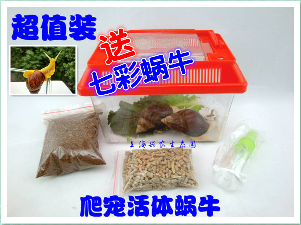 白玉蜗牛观赏蜗牛活体美容蜗牛宠物蜗牛活蜗牛科学课专用蜗牛|msdalam kategori haiwan peliharaan/makanan haiwan dan bekalan, haiwan kesayangan yang lain, haiwan kesayangan yang lain - dari Buy2taobao.com untuk memberikan perkhidmatan ejen Taobao profesional membeli
