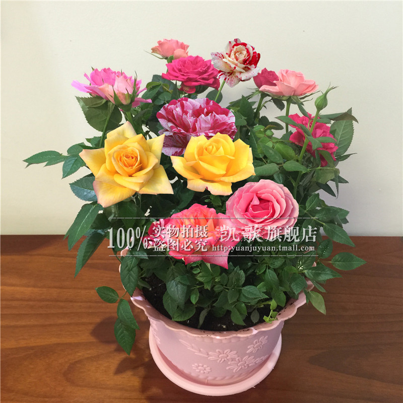 玫瑰花苗四季开花大花绿植物盆栽室内外花卉观花庭院阳台蔷薇月季