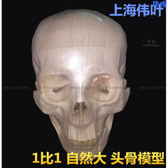 伟叶1比1头颅人体头骨自然大成人头颅骨写生解剖医用骷髅头骨模型