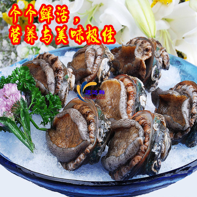 鮮活海鮮純野生鮑魚海耳鳆魚、鏡面魚、九孔螺將軍帽 刷火鍋鮮美在類目 水產肉類/新鮮蔬果/熟食, 海鮮/水產品/製品, 貝類, 鮑魚中 - 來自Buy2taobao.com提供專業的淘寶代購服務