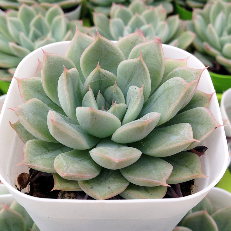 超值特价特惠!多肉植物 月亮仙子 多肉 月光仙子MONET优惠价23.00元,月亮仙子精心为您挑选-麦尔网购导航-网购宝