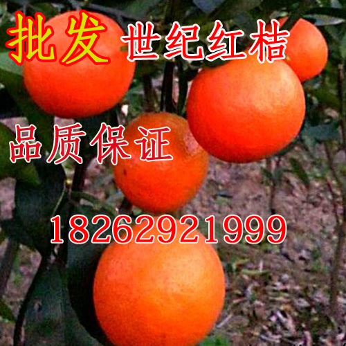 批發東方紅桔東方紅桔苗橘子苗桔苗蜜桔紅橘子果苗柑橘樹苗在類目 鮮花速遞/花卉仿真/綠植園藝, 庭院植物/行道樹木/果樹中 - 來自Buy2taobao.com提供專業的淘寶代購服務