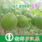上下架计划:桂林永福特产批发生罗汉果茶 特级新鲜罗汉果特大果3斤免邮