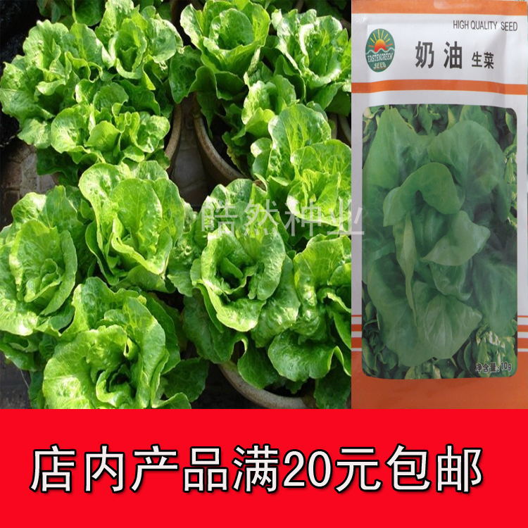 奶油生菜种子 生长迅速 盆栽蔬菜种子 家庭有机菜园 生吃口感更佳|ruв категории доставка цветов/цветок моделирования/растения садоводства, садовых принадлежностей, интеллект садовых принадлежностей - от Buy2taobao.com для оказания профессиональной услуги покупки агента Taobao