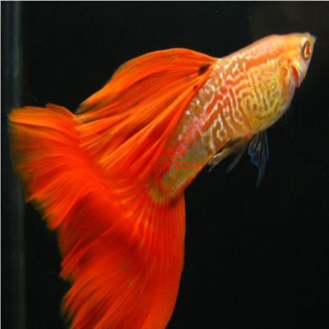 孔雀鱼红尾蛇王红尾蕾丝凤尾鱼火炬全红血红观赏热带鱼活体种鱼|一淘网优惠购|购就省钱