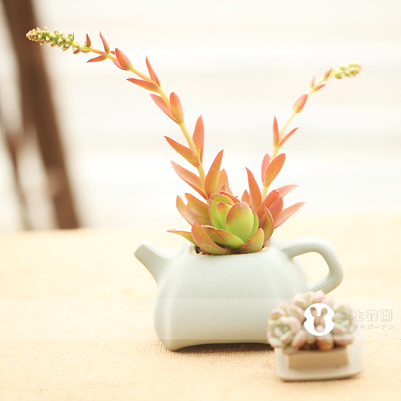 【阿呆掌上花园】汝窑小茶壶 用来种多肉超美的   年底特惠中