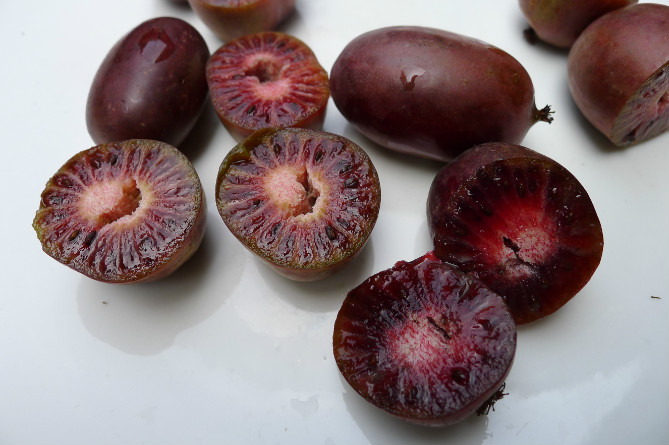 软枣猕猴桃树苗 庭院地栽盆栽果树苗 猕猴桃苗