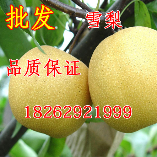 果树苗类 梨树苗【云和雪梨】细雪花梨 脆嫩 芳香 阳台盆栽果树在类目 鲜花速递/花卉仿真/绿植园艺, 庭院植物/行道树木/果树中 - 来自Buy2taobao.com提供专业的淘宝代购服务