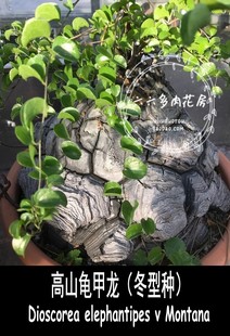 高山龟(高山龟)甲龙，10粒+delephantipesvmontana冬型六六多肉种子