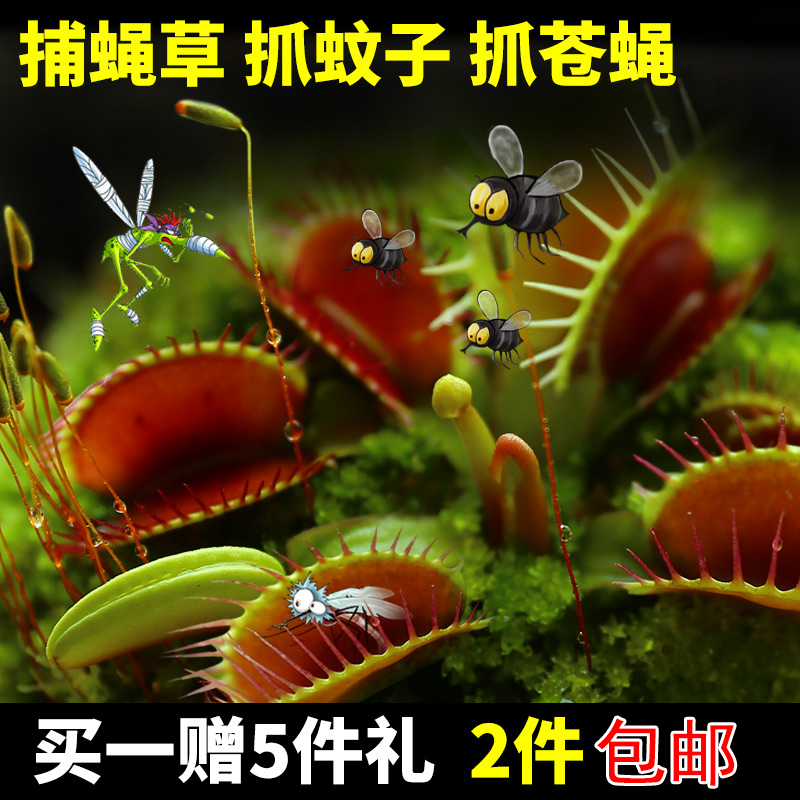 捕蝇草食人花盆栽苗食虫植物驱蚊草多肉植物多肉绿植花卉肉肉包邮|msdalam kategori penghantaran bunga/bunga simulasi/tumbuhan berkebun, Plants Mini kreatif - dari Buy2taobao.com untuk memberikan perkhidmatan ejen Taobao profesional membeli