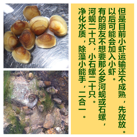 鱼池热带鱼缸净化水质黄金蚬观赏螺小河蚌小溪
