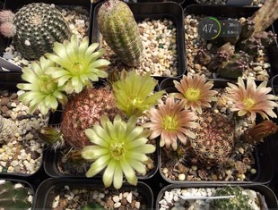 首页 宝贝分类 午后阳光多肉园 的店铺商品青花虾 echinocereus