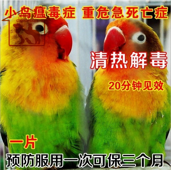 抗瘟一号 鹦鹉清热解毒 鸟瘟毒症 重危临死一片救活 1粒在类目 宠物/宠物食品及用品, 鸟类及用品, 医疗用品中 - 来自Buy2taobao.com提供专业的淘宝代购服务