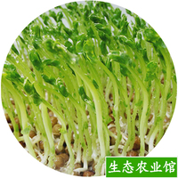 水培豌豆苗-豆芽无土栽培四季种包邮芽苗菜种