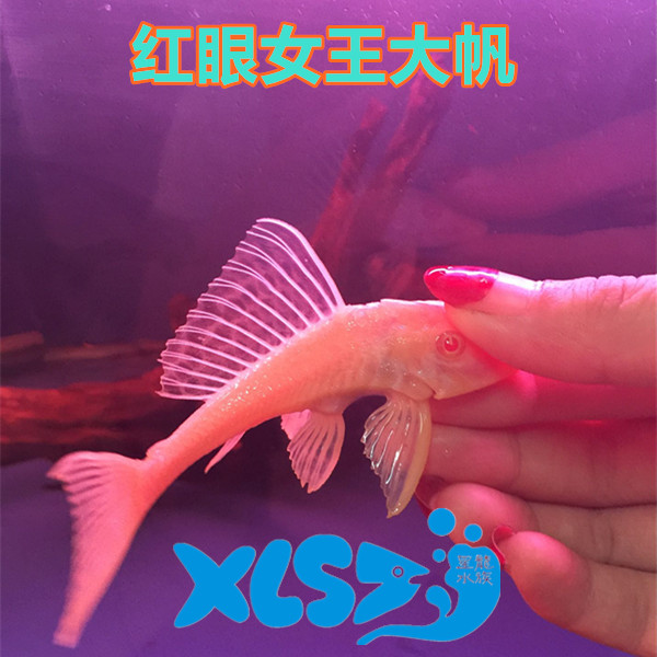 Red Eye Queen living thing Blue eyes big sails Scavenger Trash fish Stingray mixed culture Ornamental fishin the Pet/Pet food and supplies , Aqua World , Fish category - from Buy2taobao.com to provide professional Taobao agent buy service