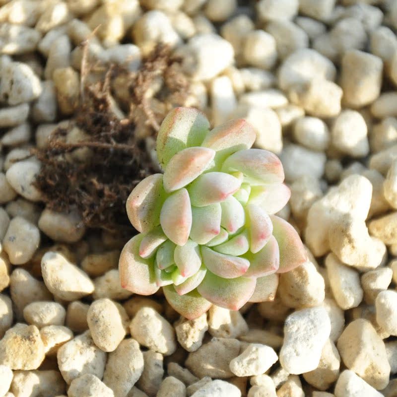 素馨园艺多肉植物 子持白莲 帕米尔玫瑰 粉蔓 韩国 ...
