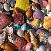 生态鱼缸水族箱装饰造景铺底砂套餐天然海螺贝壳珊瑚石头沉木摆件