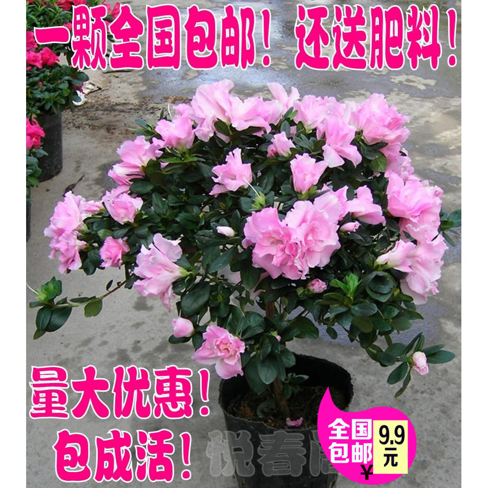 西洋比利时杜鹃四季杜鹃花苗盆栽包邮批发毛杜鹃紫鹃映山红带花苞
