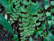 广西原生稀有蕨类半月形铁线蕨，绿色植物盆栽水陆缸，生态缸造景