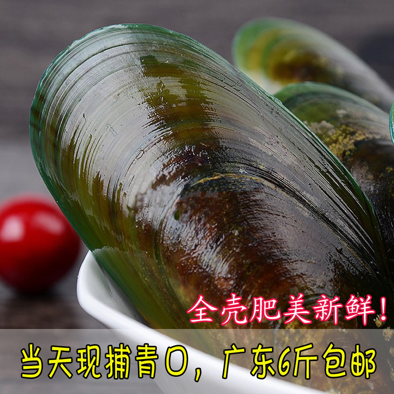 广东海虹鲜活青口贝新鲜淡菜贻贝海珍个大肉肥鲜活海鲜500g在类目 水产肉类/新鲜蔬果/熟食, 海鲜/水产品/制品, 贝类, 贝类制品中 - 来自Buy2taobao.com提供专业的淘宝代购服务