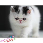 黑白梵文加菲猫宠物猫幼猫异国短毛猫活体加菲猫，幼猫宠物猫咪g