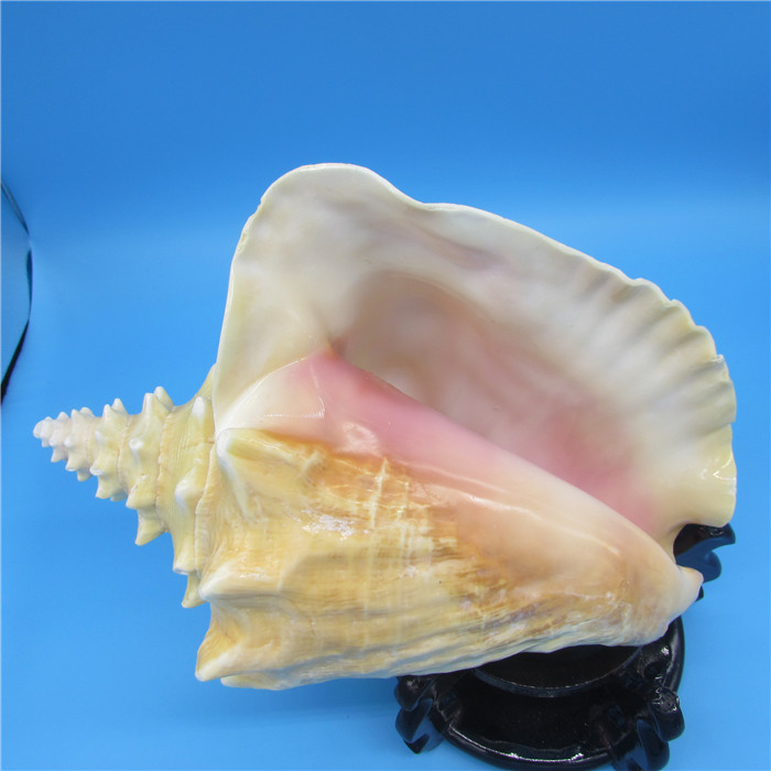 natural Large shells Conch Mediterranean Decoration Cochineal Queen originality Gifts ornament giftin the Home accessories , Creative Jewelry , Conch/Shell/Coral category - from Buy2taobao.com to provide professional Taobao agent buy service