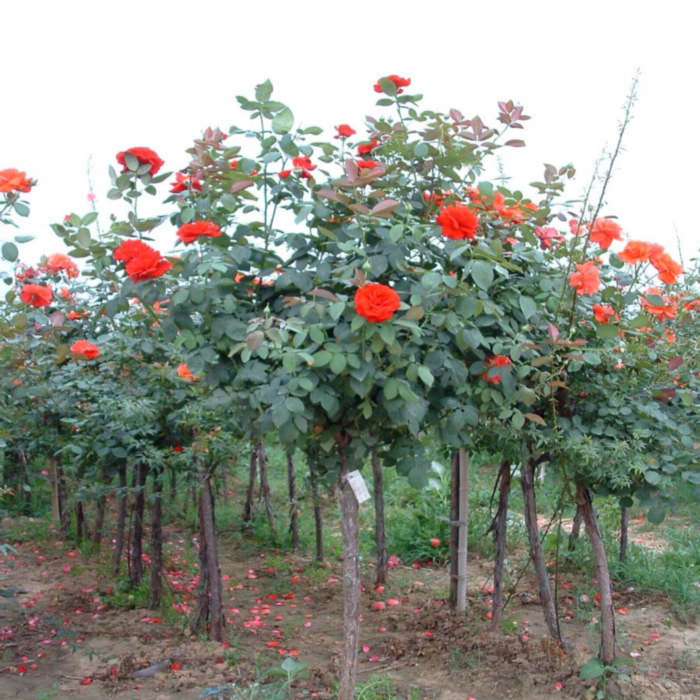 树状月季 树桩树形月季花苗 高档 稀奇少见高档 大花浓香包开花|msdalam kategori penghantaran bunga/bunga simulasi/tumbuhan berkebun, bunga/Tumbuh-tumbuhan tumbuh-tumbuhan pasu (baru), tumbuh-tumbuhan hijau - dari Buy2taobao.com untuk memberikan perkhidmatan ejen Taobao profesional membeli