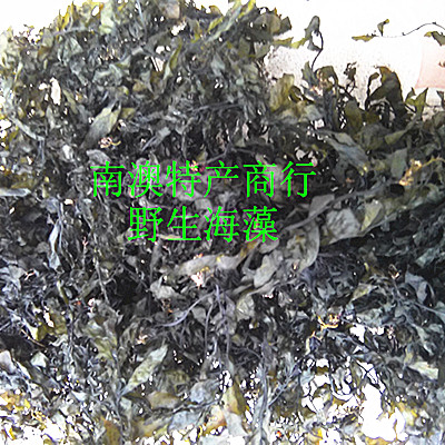 南澳特产野生海藻 海带 螺旋藻 昆布纯天然在类目 水产肉类/新鲜蔬果/熟食, 海鲜/水产品/制品, 藻类, 海带中 - 来自Buy2taobao.com提供专业的淘宝代购服务