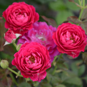 庭院灌木月季花 女人香气 欧月季花阳台盆栽花卉四季开花阳台玫瑰