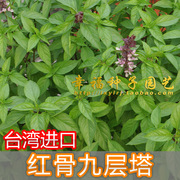 台湾红骨九层塔种子薰尊种子甜罗勒种子，香草种子阳台盆栽