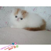 上海出售异国短毛猫幼猫，家养纯种加菲猫，幼猫活体红白梵文波斯猫g