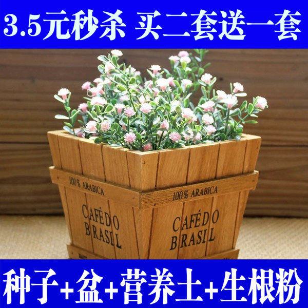 满天星种子雏菊花种子多肉种子盆栽植物花卉四季室内花草多肉包邮