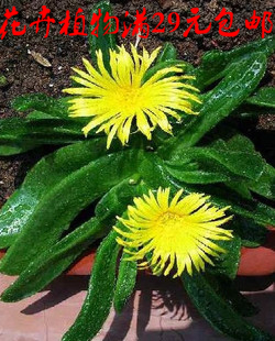 Potted plant Cactus Meat plant Radiation Botany Cactus Bergamot shape Bergamot Talkinin the Flower delivery/Flowers simulation/Plants gardening , Flowers/Potted plants (New) , Succulents category - from Buy2taobao.com to provide professional Taobao agent buy service