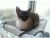 坚实耐用宠物猫吊床，猫床猫窝玻璃吸盘窗台，专用大号猫玩具