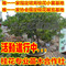 上下架计划:庭院阳台花卉/盆栽地栽桂花苗/桂花树苗 嫁接金桂/丹桂/ 沉香桂等