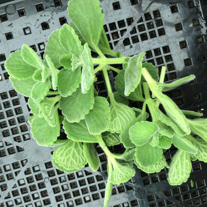 天羽多肉 砍头苗碰碰香 多肉种苗 多肉植物|ruв категории доставка цветов/цветок моделирования/растения садоводства, творческие мини - растений - от Buy2taobao.com для оказания профессиональной услуги покупки агента Taobao